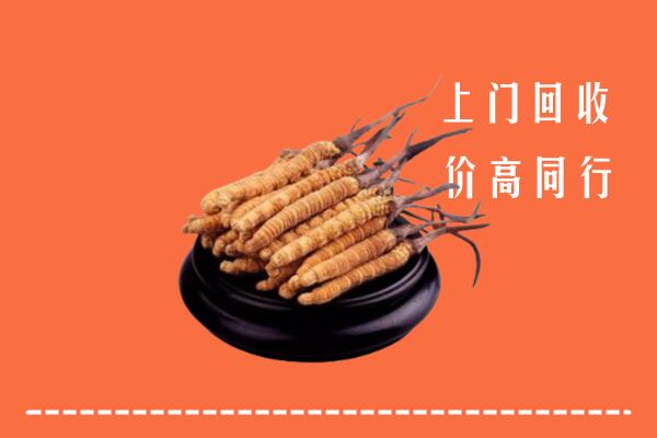 附近收购：周宁县冬虫夏草回收多少钱每克